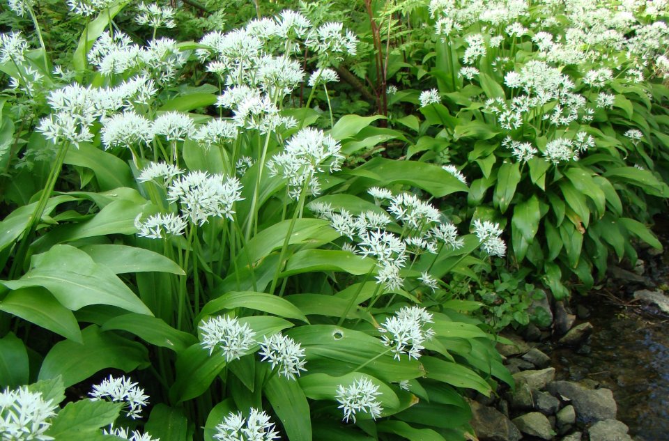 Allium ursinum