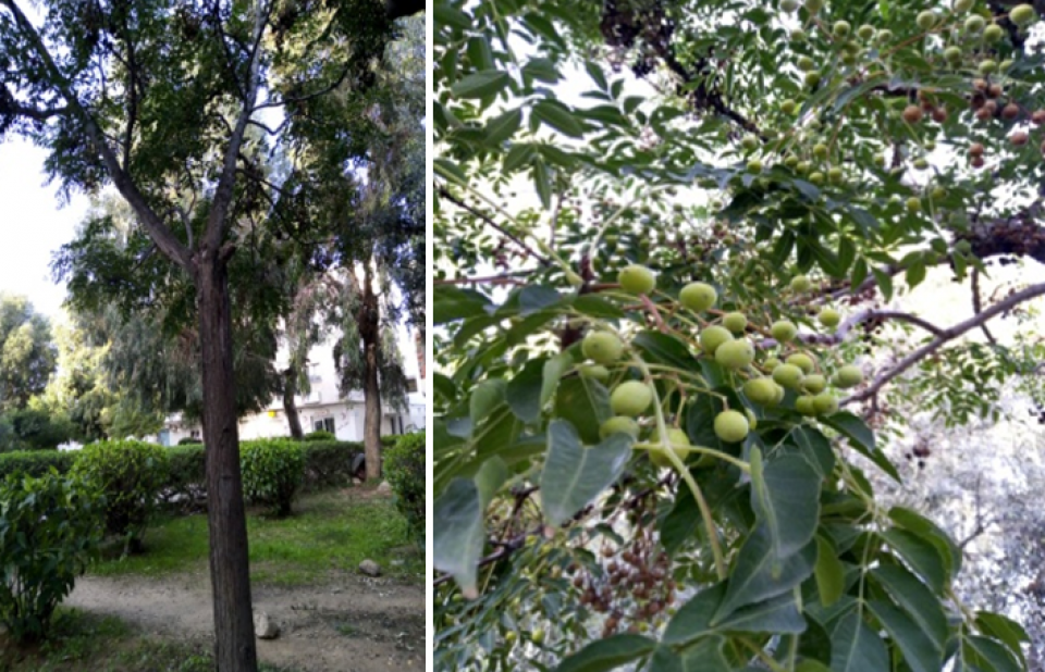 Melia azedarach L. ( tree, leaves & fruits) Melia azedarach L. ( tree, leaves & fruits)