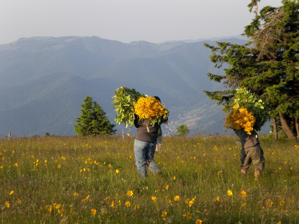 Cueilleurs d'Arnica montana Cueilleurs d'Arnica montana