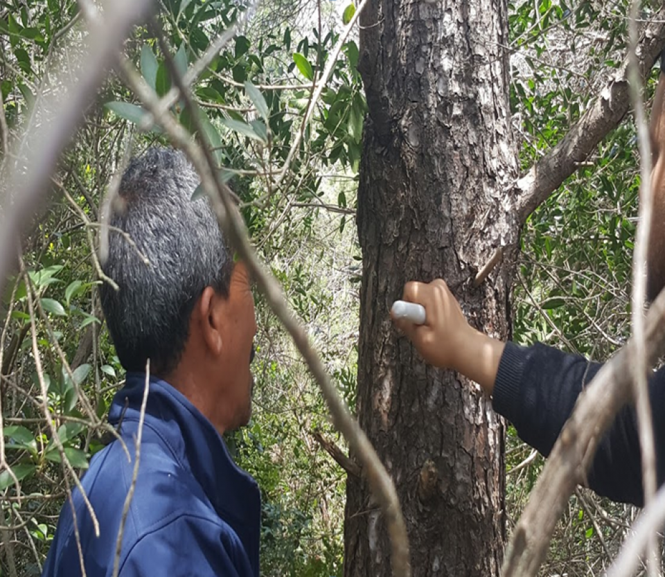 Resin tapping technique (Forest center of Sidi Bader - Tabarka) Resin tapping technique (Forest center of Sidi Bader - Tabarka)