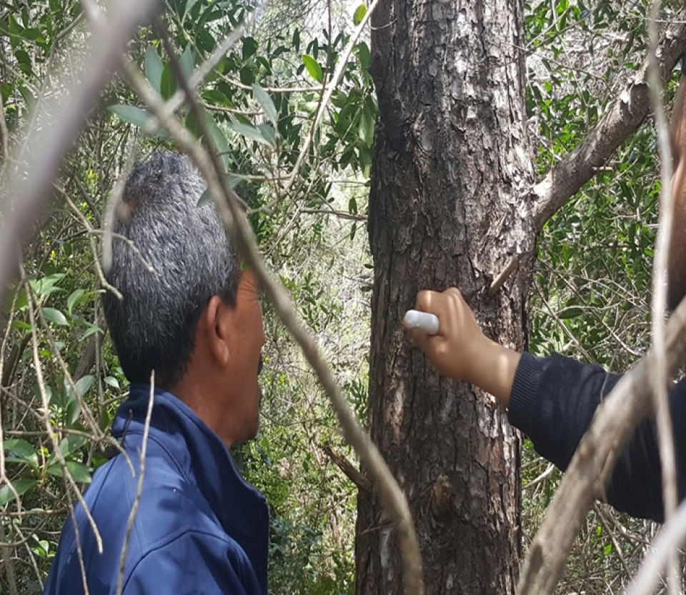 Resin tapping technique (Forest center of Sidi Bader - Tabarka) 