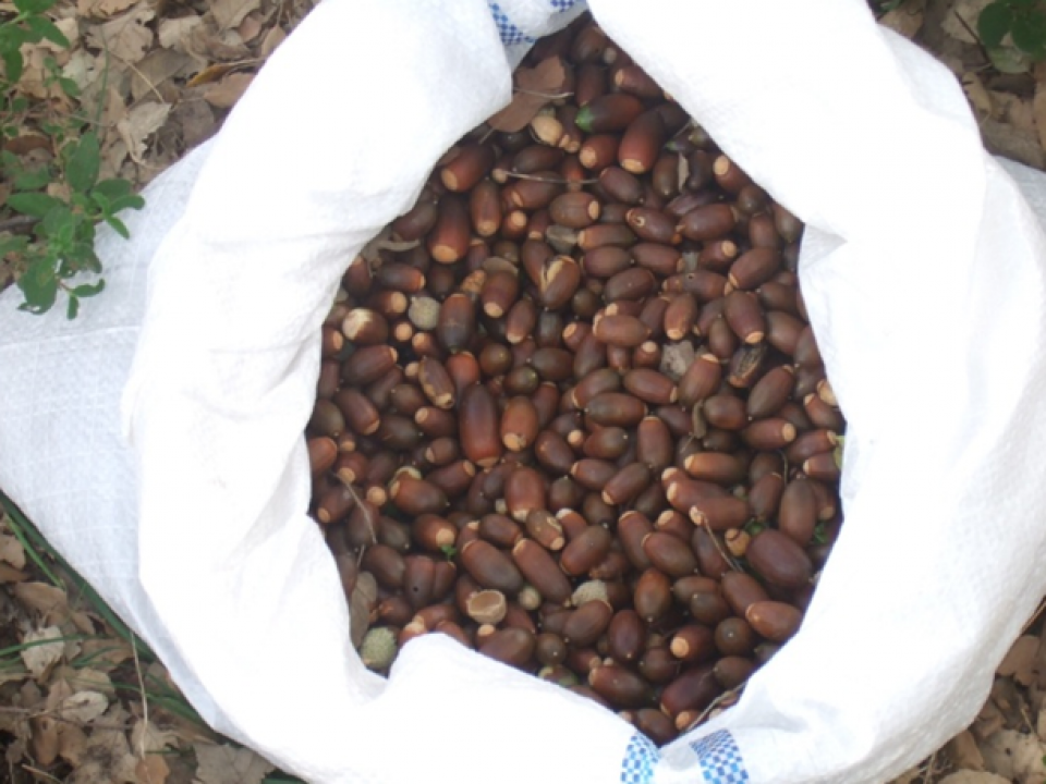 Collected acorns Collected acorns