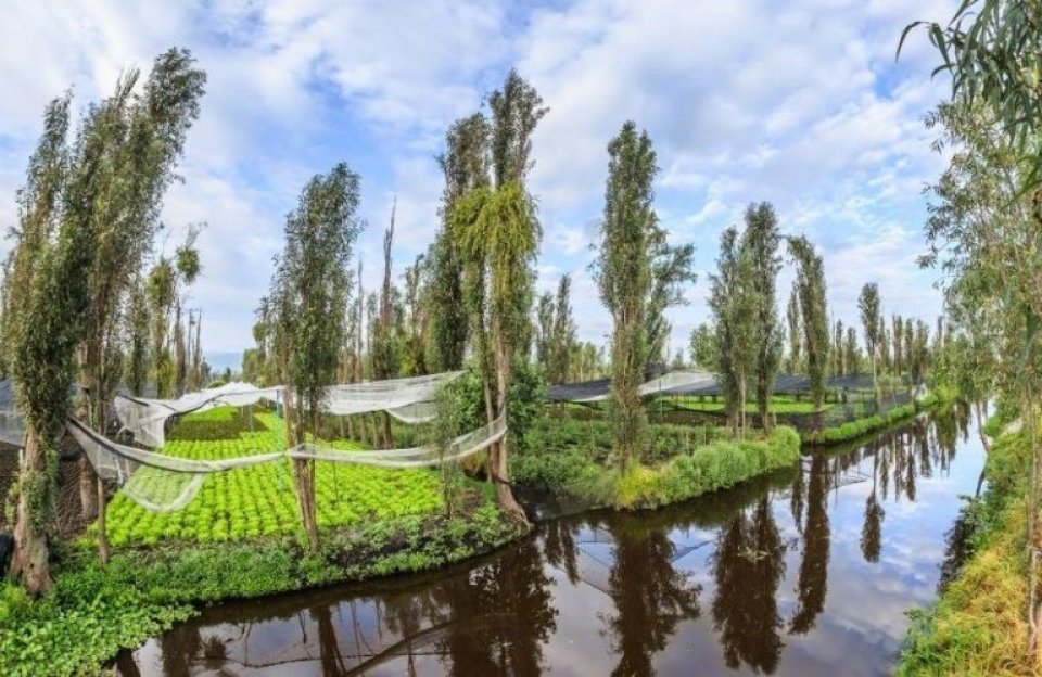 Chinampa Atliacac harvest agrochemical-free products in Tláhuac. The chinampa is a cultivation method used by native indigenous groups to expand the territory in the lakes and lagoons of the Valley of Mexico, and they use them to grow flowers and vegetables.