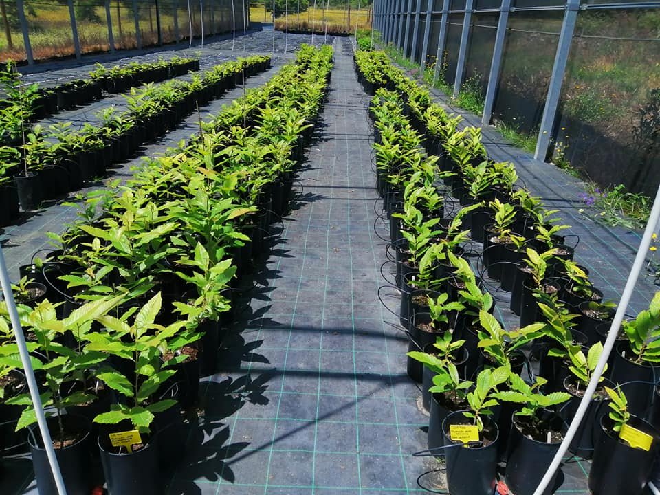 Improved chestnut clones Improved chestnut clones