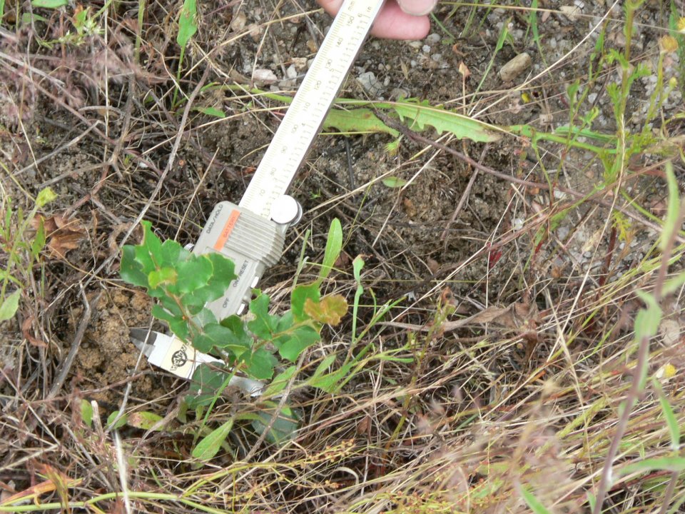 Cork oak regeneration assessment