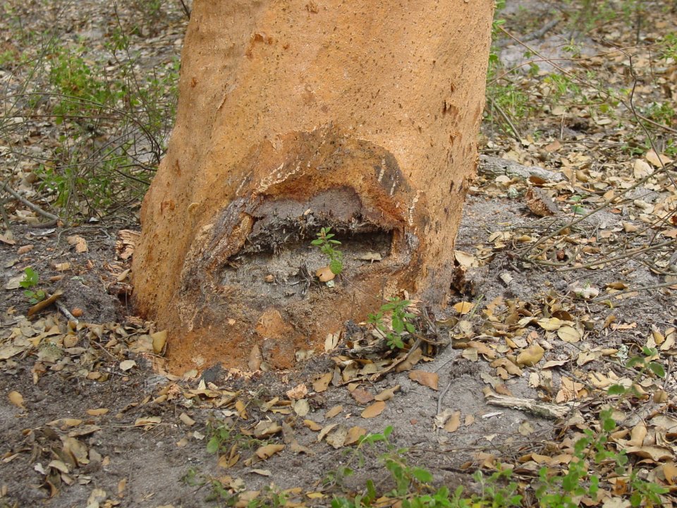 Cork oak trunk damage by mechanical operation Cork oak trunk damage by mechanical operation