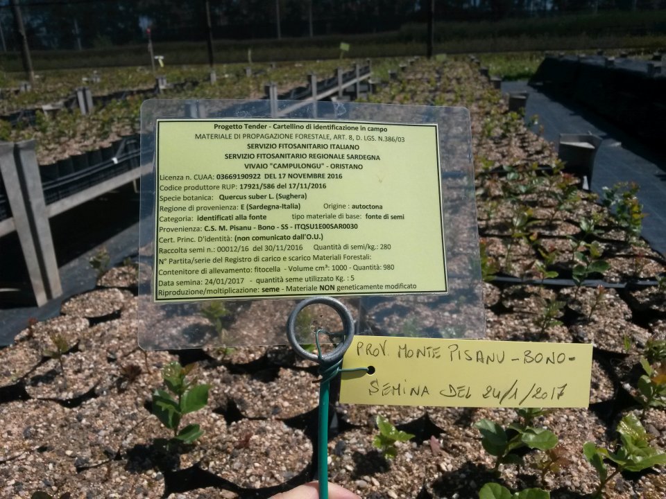 Seedlings of cork oak collected in the RoP in Sardinia according to Dir. 1999/105/CE