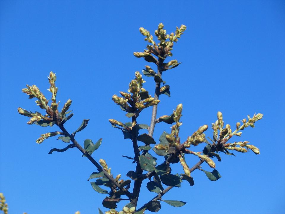 Cork aok budburst