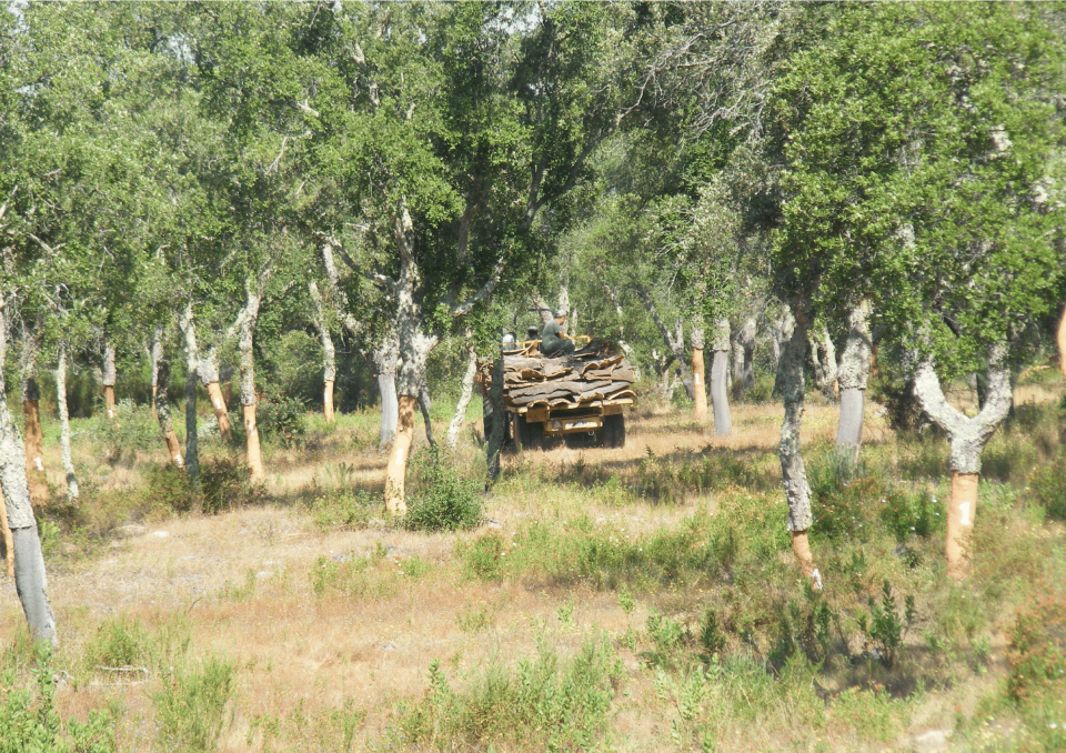 Cork oak woodlands