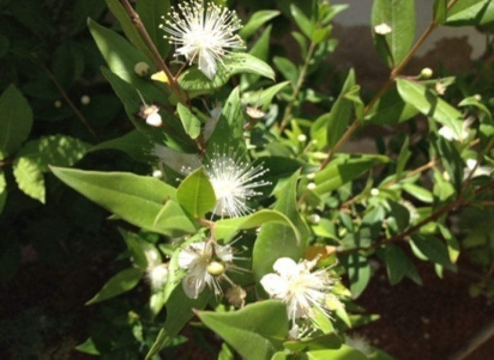 Flowers and leaves of Myrtus Flowers and leaves of Myrtus