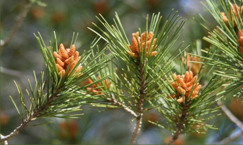 Inflorecence of Pinus halepensis Inflorecence of Pinus halepensis