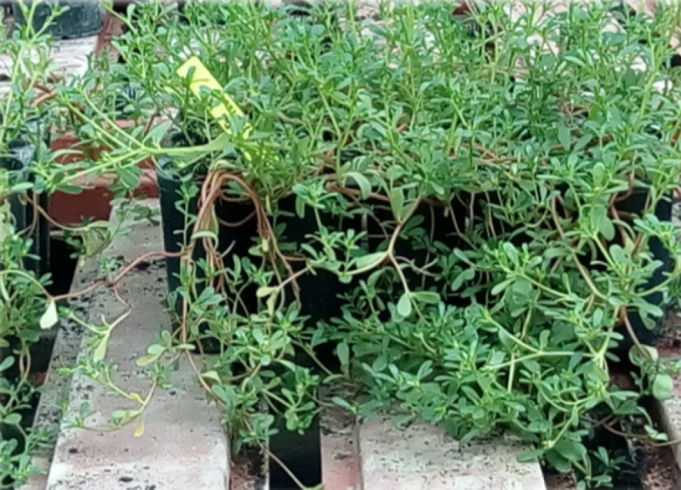 Morphological aspect of Portulaca (INRGREF, 2016) Morphological aspect of Portulaca (INRGREF, 2016)