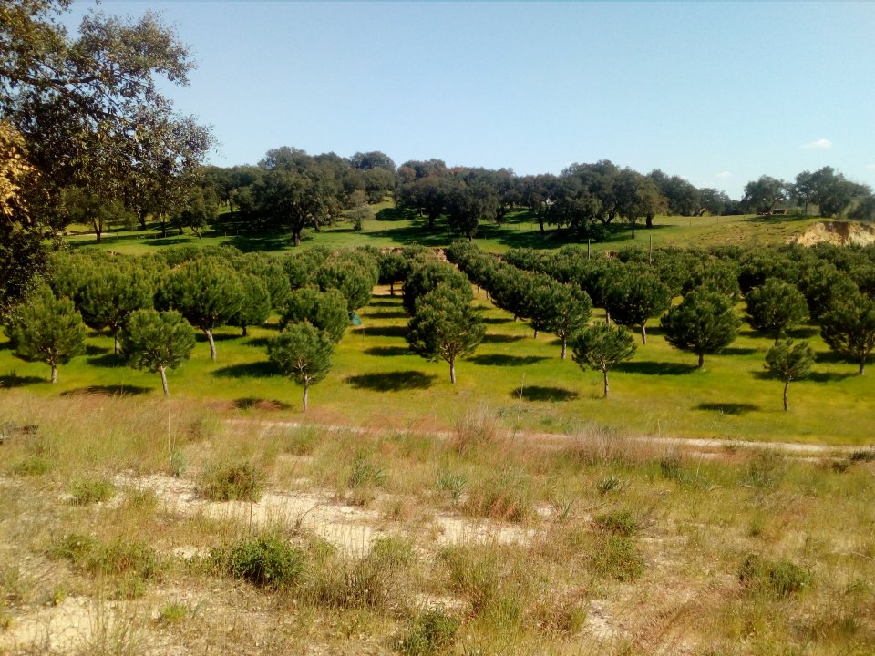 New stone pine plantations in Abegoaria. New stone pine plantations in Abegoaria.