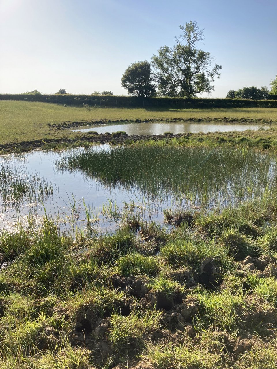 New clean water ponds that provide a significant biodiversity gain in this agricultural landscape