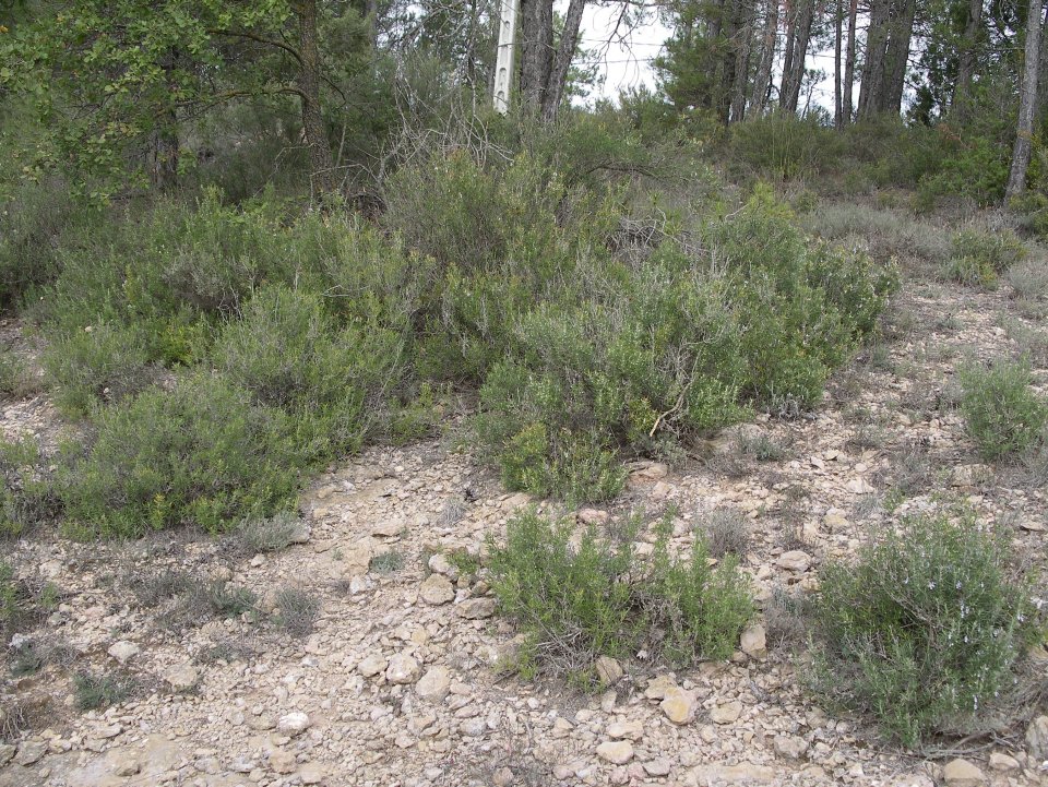 Rosmarinus officinalis (Rosemary) wild population