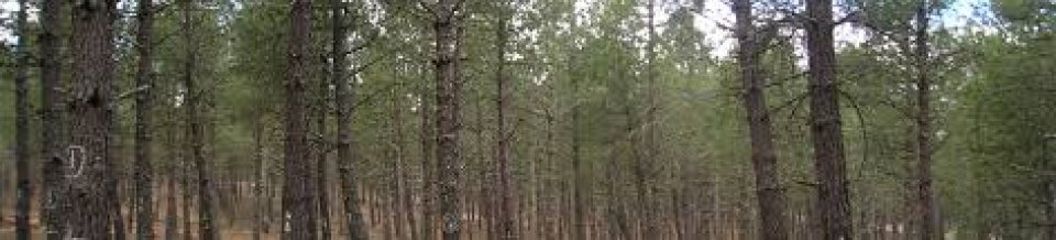 Pine stand in Central Spain Pine stand in Central Spain