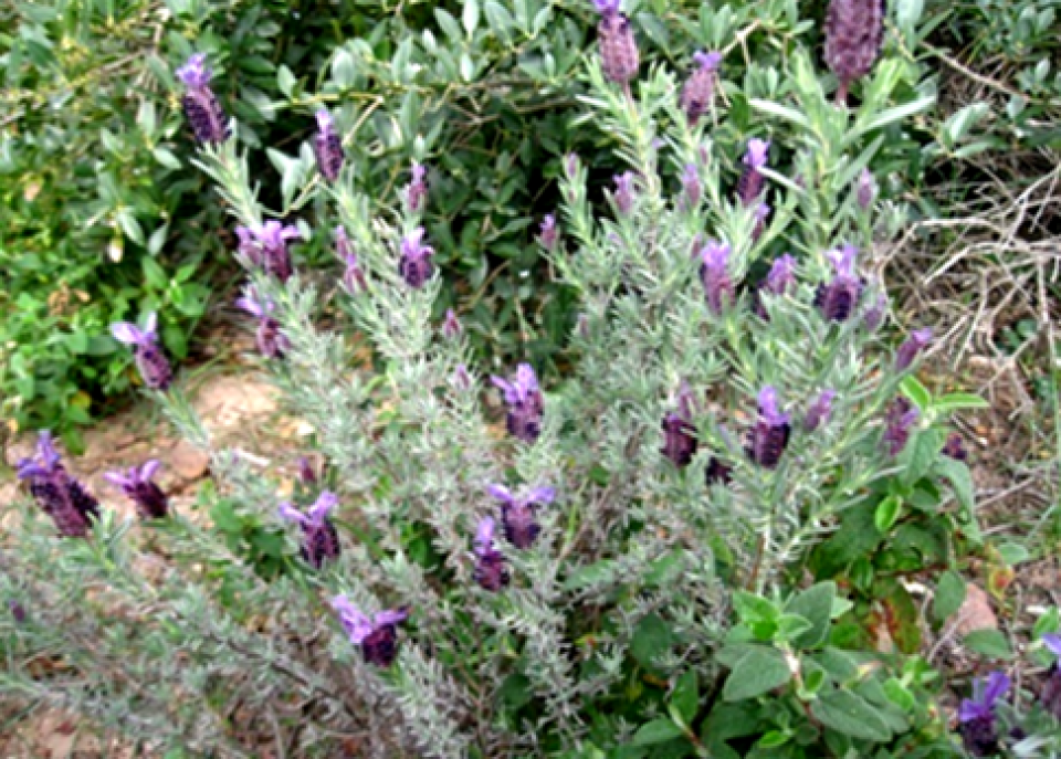 Lavender plant Lavender plant