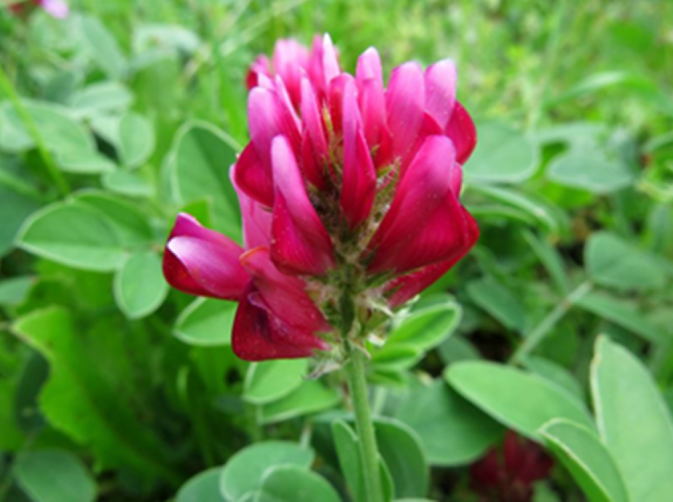 Sulla flower and leaves Sulla flower and leaves