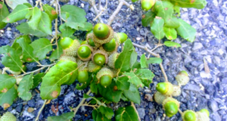 cork oak acorns cork oak acorns