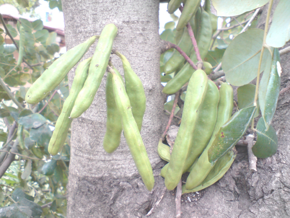 Carob pods Carob pods