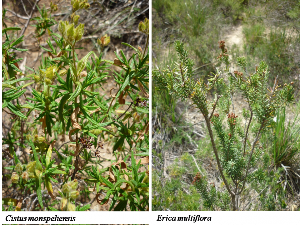 Erica Multiflora and Cistus monspeliensis Erica Multiflora and Cistus monspeliensis