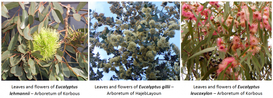 1. Leaves and flowers of Eucalyptus lehmannii – Arboretum of Korbous / 2.Leaves and flowers of Eucalyptus gillii – Arboretum of HajebLayoun / 3. Leaves and flowers of Eucalyptus leucoxylon – Arboretum of Korbous 1. Leaves and flowers of Eucalyptus lehmannii – Arboretum of Korbous / 2.Leaves and flowers of Eucalyptus gillii – Arboretum of HajebLayoun / 3. Leaves and flowers of Eucalyptus leucoxylon – Arboretum of Korbous