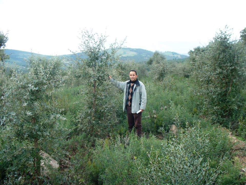 Cork oak plantation - Tunisia 