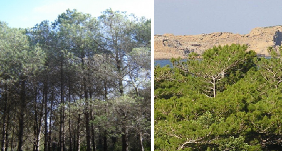 Appearance of Pinus brutia trees (INRGREF, 2017) Appearance of Pinus brutia trees (INRGREF, 2017)