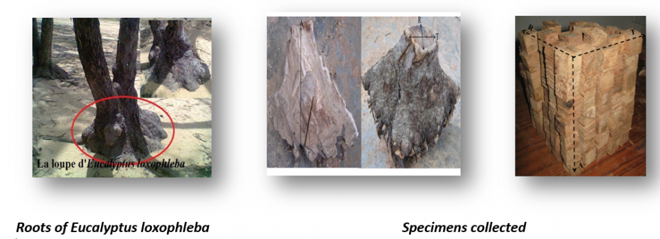 Roots of Eucalyptus loxophleba and Specimens collected Roots of Eucalyptus loxophleba and Specimens collected