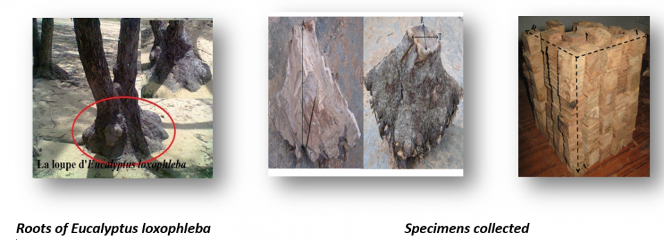 Roots of Eucalyptus loxophleba and Specimens collected