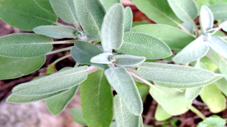 Salvia officinalis leaves Salvia officinalis leaves