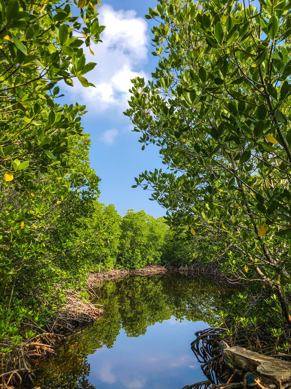 Community-based mangrove forest restoration