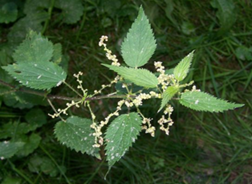 Leaves and flowers of Urtica dioica L. Leaves and flowers of Urtica dioica L.