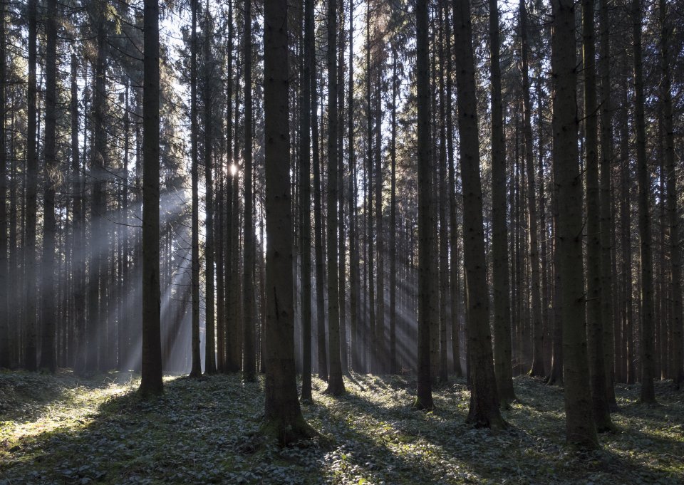 Forest of Epiceas in the north-east of France.