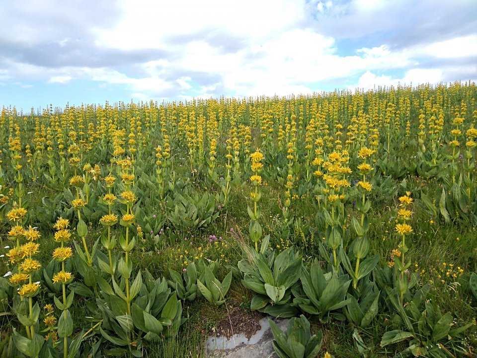 Large population of gentian on a meadow in the Massif Central (France).