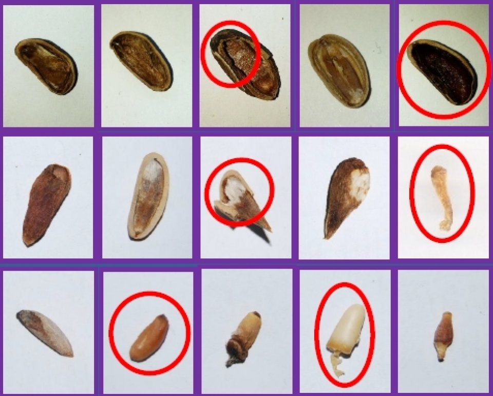 Typology of damages caused by Leptoglossus occidentalis feeding