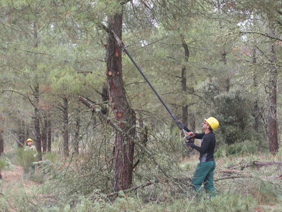 Pruning is a complementary work to the activity of resin extraction. Pruning is a complementary work to the activity of resin extraction.