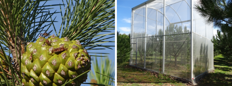 Leptoglossus seed bug instars feeding on a cone (left). Insect-proof cages (right)