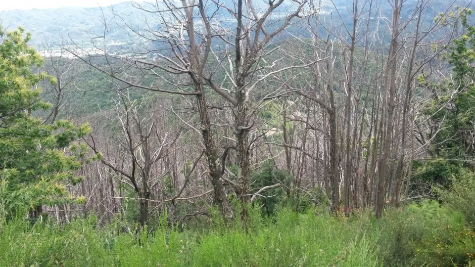 Chestnut forest mortality due to Ink disease