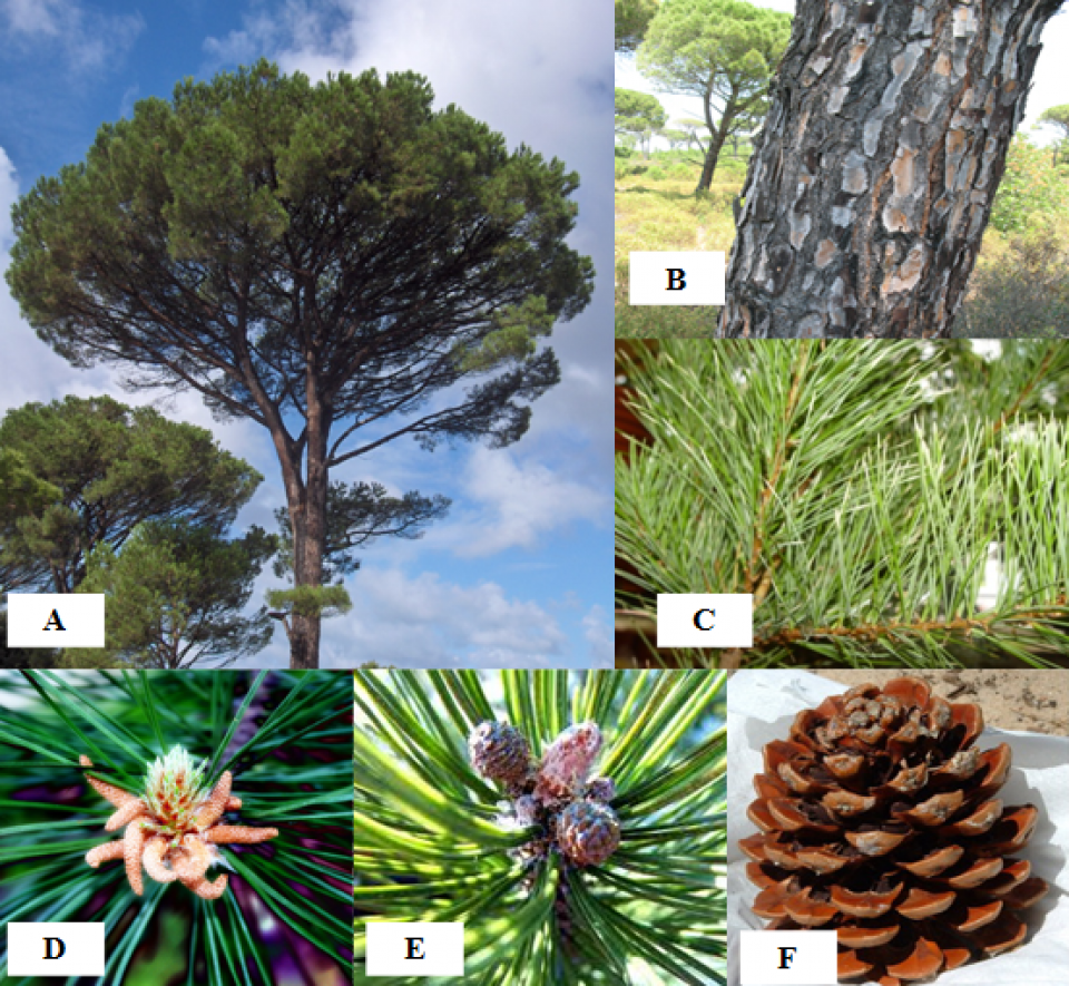 A: Appearance of the tree, B: Aspect of the trunk, C: Appearance of the leaves, D: male inflorescences, E: female inflorescences, F: cone (Arboretum Ain Drahem, 2015) A: Appearance of the tree, B: Aspect of the trunk, C: Appearance of the leaves, D: male inflorescences, E: female inflorescences, F: cone (Arboretum Ain Drahem, 2015)