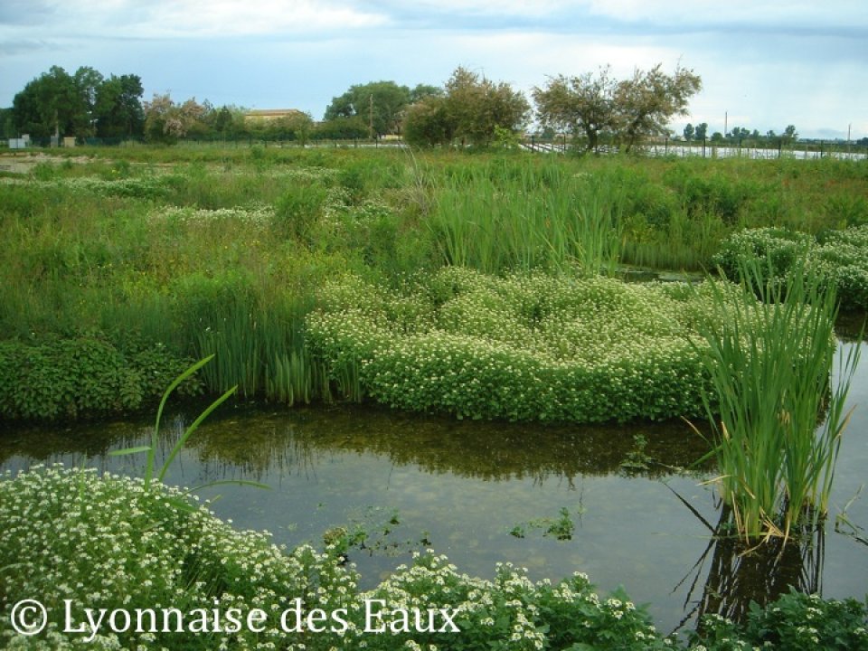 Libellule Zone, Saint-just, france Libellule Zone, Saint-just, france