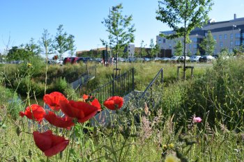 Brunel Building sustainable drainage system - credit to North Bristol NHS Trust