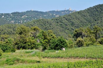 Serra de Collserola Natural Park – Barcelona, Spain