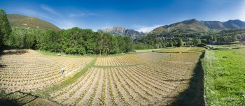 Comercial cultivation of arnica (Arnica montana),  edelweis (Leontopodium alpinum) and marigold (Calendula officinalis) by Taüllorgànics company in the Catalan Pyrenees mountains (Taüll, LLeida, Spain). Autor: Taüllorgànics.