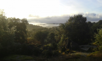 Holm oak forest