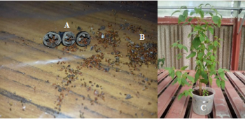 E.saligna morphological aspect  (A: fruit, B: seed, C: plant (6months after seed sowing) (INRGREF, 2016))