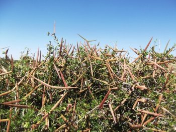  Periploca angustifolia de la region de Sebikha-Kairouan, Tunisie