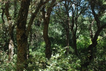 Abandoned cork oak stands  