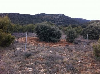 Truffe producing tree