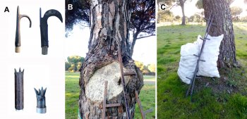 Iron tips used to detached the cones from the tree (A), toothed hook of the iron ladder (B); module extension of the iron ladder (C)